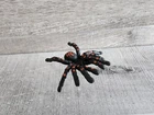 Playmobil Black Red Spider Halloween 5386 70361 70366 70414 70775 9308 9453 9542 Used. Price: $6.00.