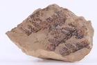 Pennsylvanian Fossil Fern (eusphenopteris) Plate West Virginia Coa 5397 New. Price: $27.95.