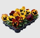Pansy Inspire+ Fire Surprise 250 Seeds. Price: $20.50.
